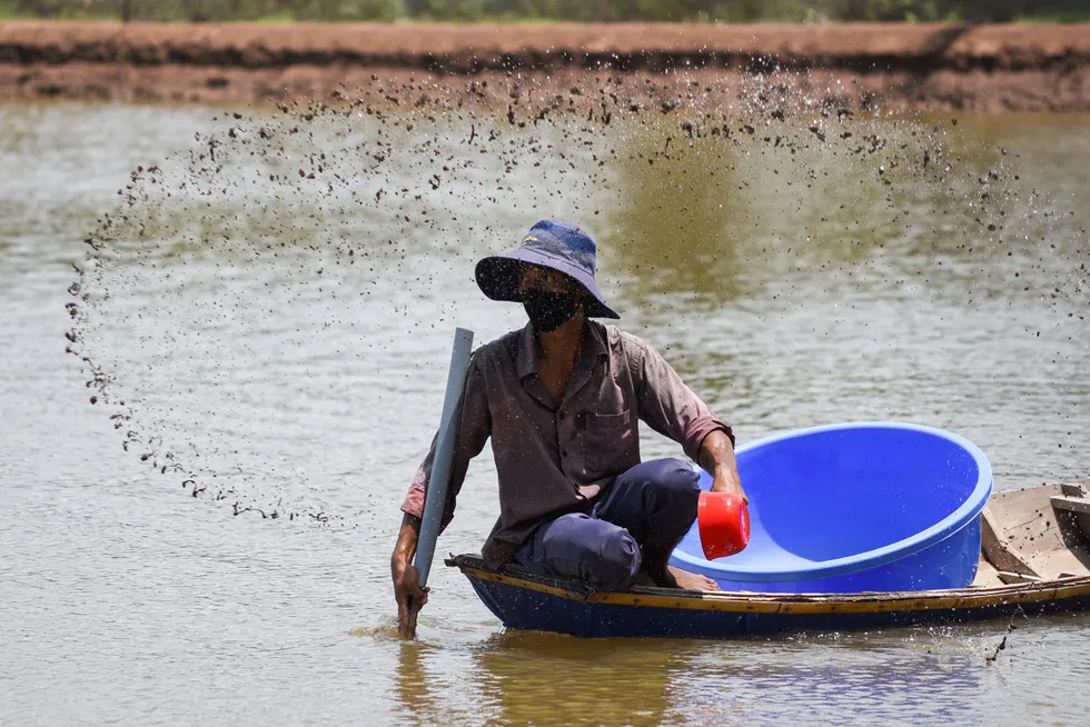 Harvest time: a shrimp farmer reaps his harvest in a pool in Soc Trang province, Vietnam