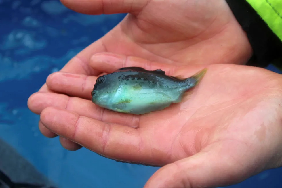 Lumpfish will be used as "cleanerfish" in the company's plans to combat sea lice.