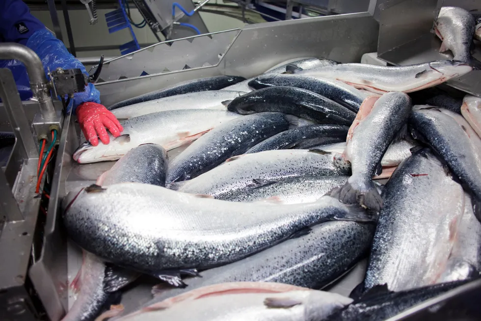 What will the salmon cost next week?