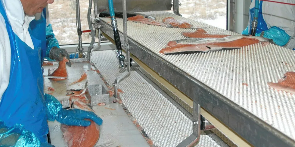 FILET AV NORSK LAKS: OH Fiskeeksport i Hirtshals skjæret filet av Norsk laks. De bearbeidede lakseproduktene går både til det danske innlandsmarkedet og til andre EU-land.