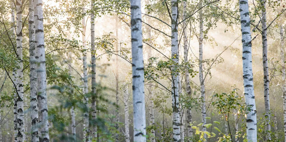Nordic birch forest