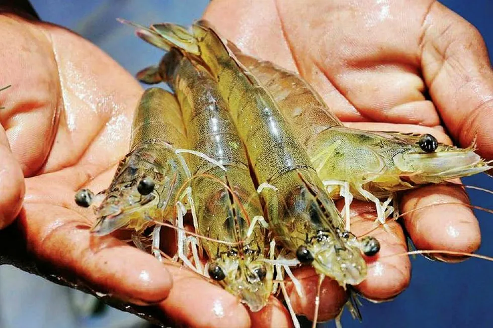 Vannamei shrimp from India.
