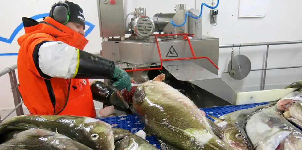 De siste uke har Breivikfjorden skaffet næringa blodfersk skrei. Men nå er «rette sorten» også på plass i Lofoten.