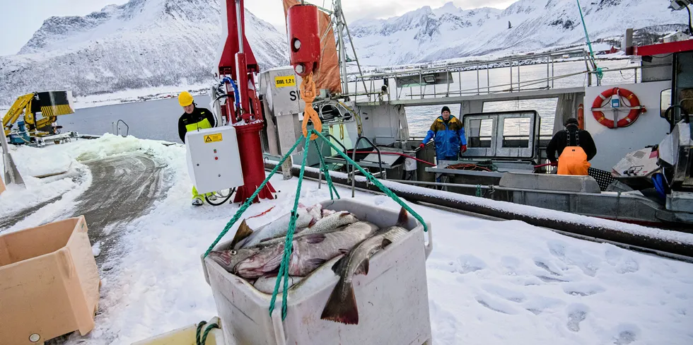 HAVETS SPISSKAMMER: Koronakrisen har vist oss viktigheten av en fiskerinæring som sikrer samfunnskritisk matproduksjon, på en sunn og bærekraftig måte. Bildet viser lossing fra fiskebåten Mevær på fiskemottaket i Tromvik.