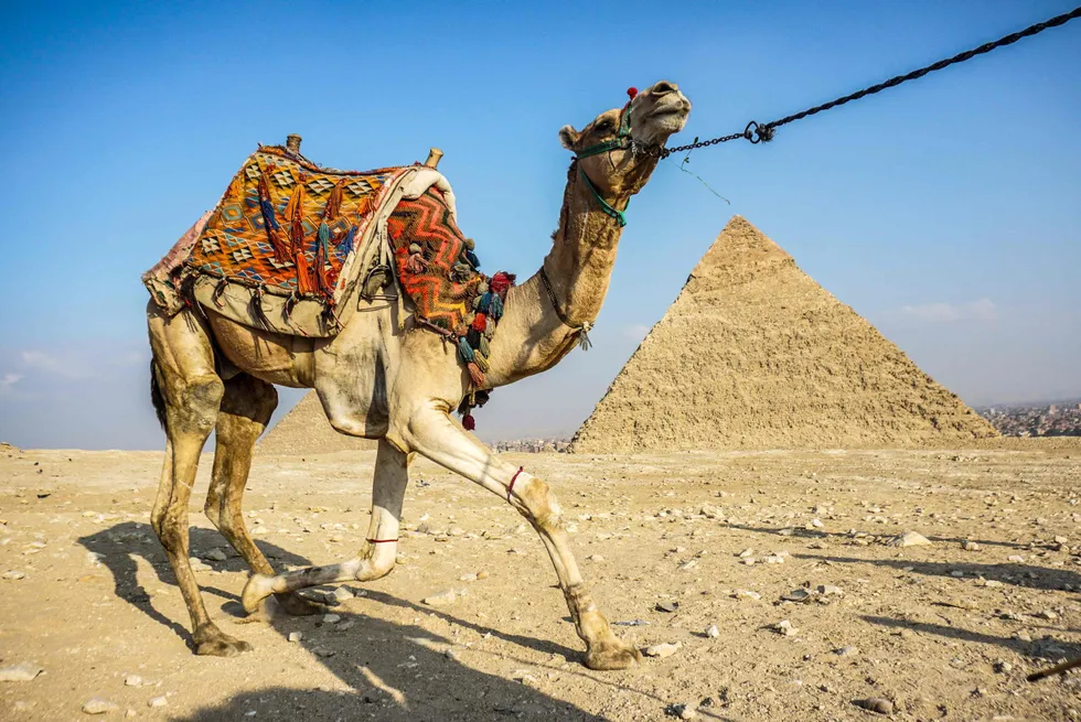 Onshore Egypt: a camel is guided by the pyramid of Khafre on the outskirts of the capital Cairo.