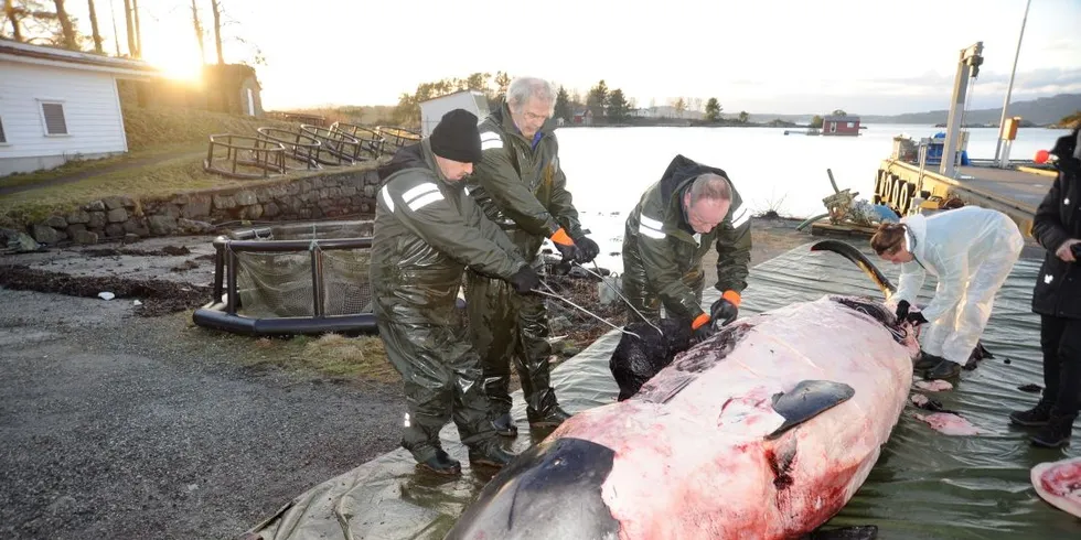 Plast funnet i mage på hval. Foto: Universitetet i Bergen