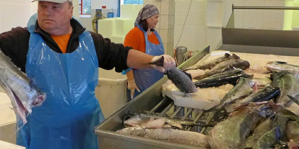 Leif Bognøy, på mottaket Nordhordland Fisk i Bøvågen på Radøy nord for Bergen. Samboer Nina Lilletvedt bak.