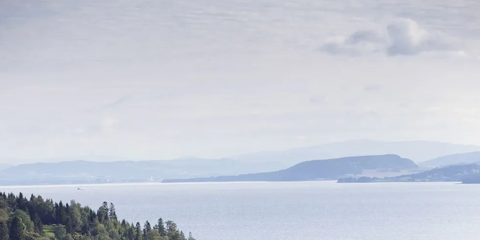 Forsker på sild: Den lokale sildestammen i Trondheimsfjorden er fredet. Ill.Foto: Ole Morten Melgård