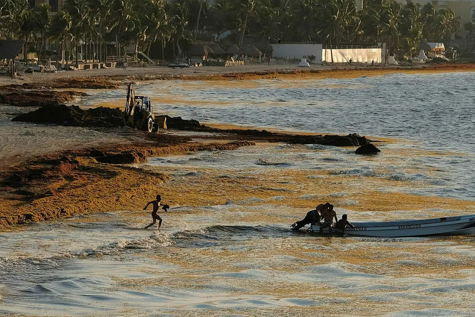 Illustrasjonsbildet viser sjøgress på Playa Del Carmen i Mexico, et fenomen som regelmessig oppstår i området.