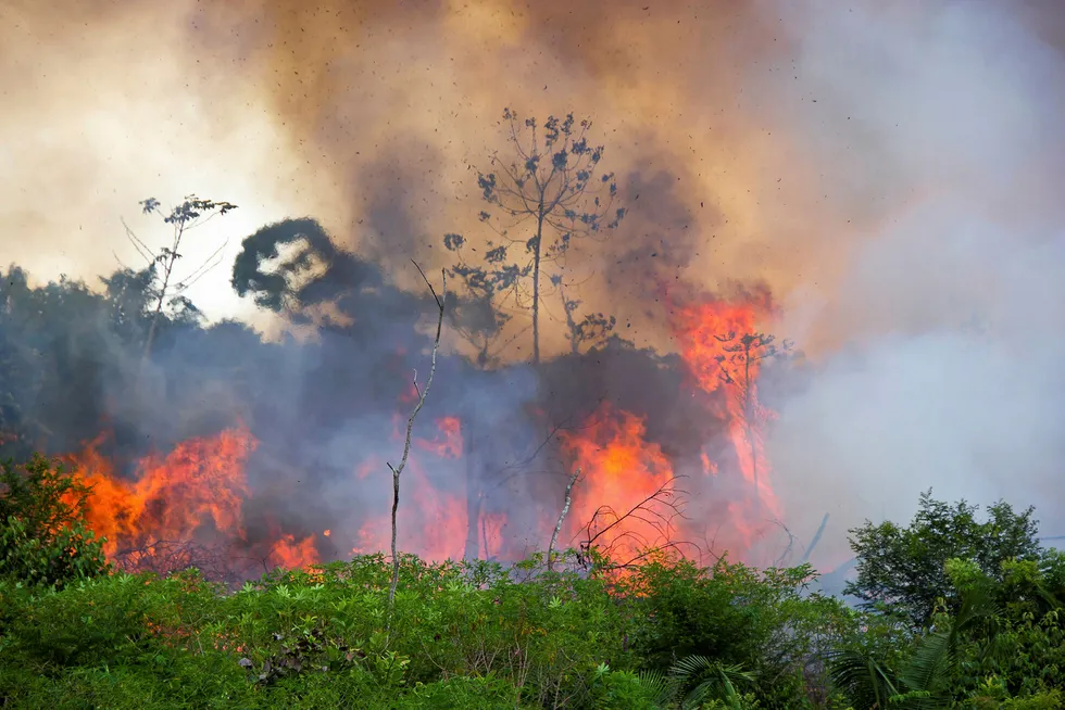 The Amazon jungle, on fire.
