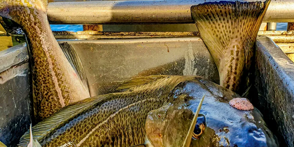 LANDET KVOTA: Mange fiskebåter tok turen til Henningsværstraumen i påska for å sikre kvota. Enda i slutten av uka var det gode fangster å få i Øst-Lofoten.