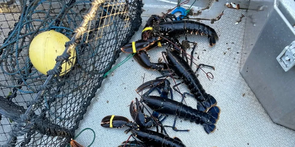Fiskeridirektoratet har beslaglagt mange samleteiner med hummere i år. Mange kan vente seg store bøter.