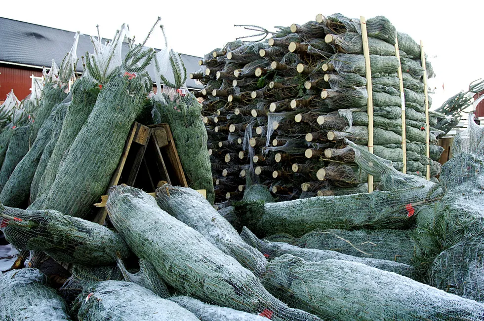 Mellom 30.000 og 50.000 juletrær importeres fra Danmark i år. Foto: Lars-Erik Nygaard