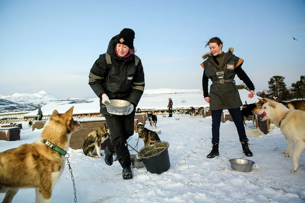 Tromsø villmarkssenter har fått de første avbestillingene fra kinesiske turister. Her mater kommunikasjonssjef Lili Geiger og guide Angi Binda hundene før huskyene onsdag kveld tar 100 turister fra Hurtigruten med på hundesledetur.