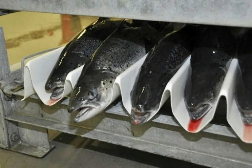 Norwegian Salmon to Russia