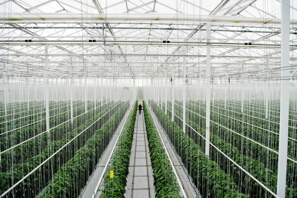 Miljøgartneriet på Jæren får CO2 og spillvarme fra nabobedriften Tine Meierier, og sender returvann tilbake til gjenbruk. Her vokser tomater i varmt og fuktig klima.
