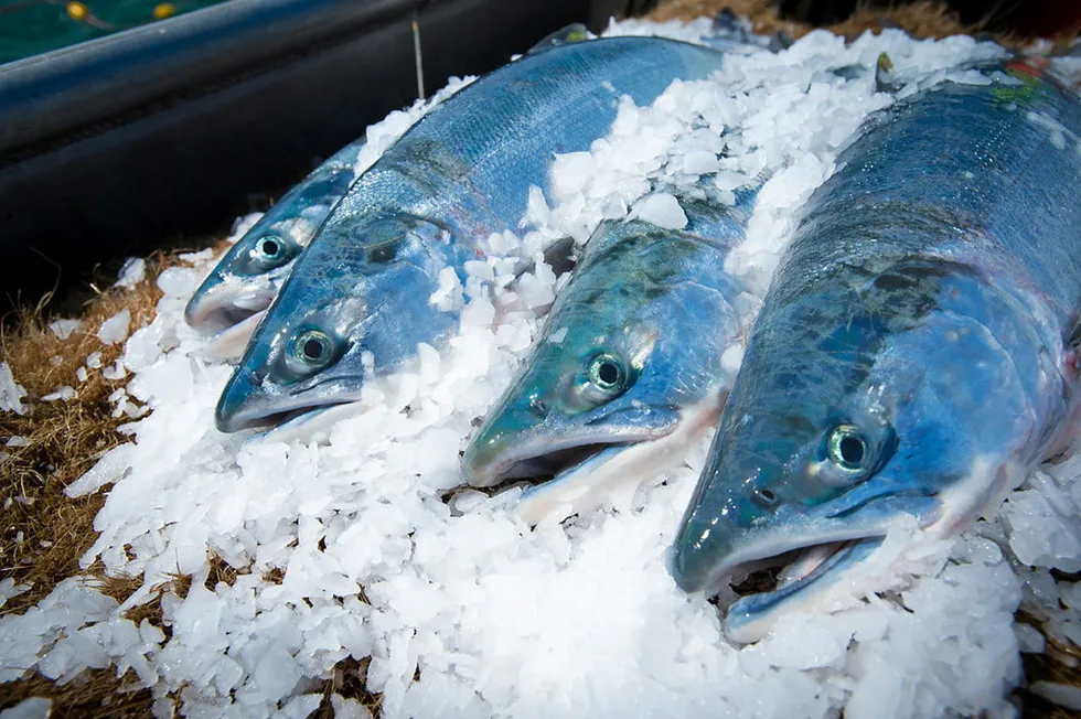 Fresh Copper River sockeye salmon on ice. Peter Pan Seafood says it's outbidding rivals with 'all-time high' prices to fishermen.