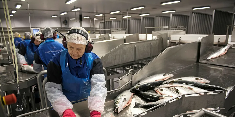 Skaping av verdier: Slakting og filetering av laks. Foto: Per Ståle Bugjerde