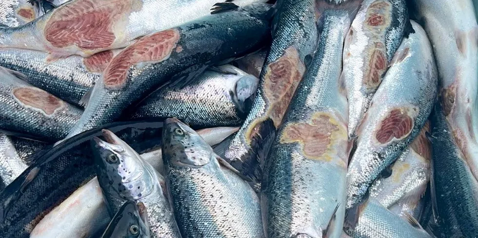 Fisk med vintersår Produksjonsfisk