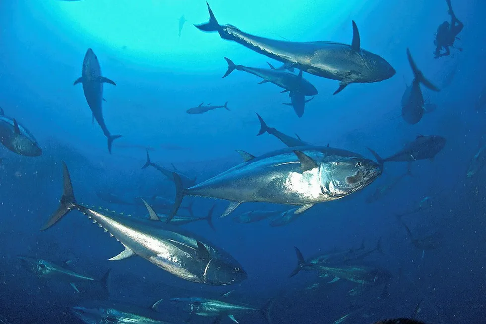 Eastern Atlantic bluefin tuna stocks used to be in decline but are now recovering thanks to compliance of strict stock management. WWF/M. San Felix ved gjenbruk