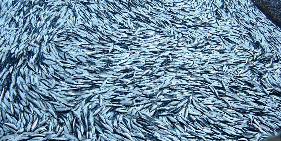 Atlanto-Scandian herring and blue whiting caught on or after Dec. 30, 2020 cannot be sold as ‘MSC certified' or bear the blue MSC label.