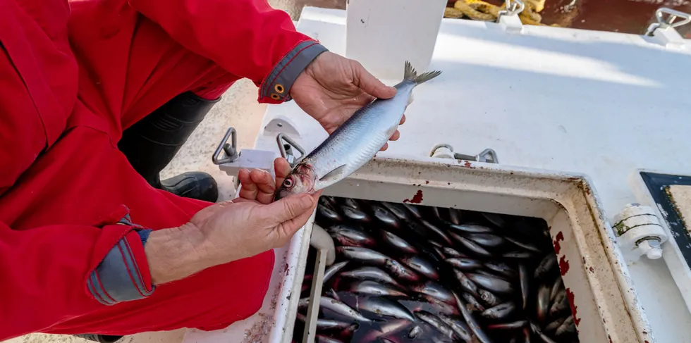 Svanaug Elise leverer sin første sildefangs høsten 2021 til Grøntvedt Pelagic på Uthaug.