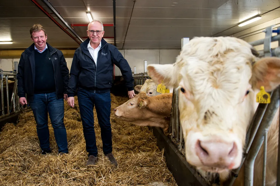 Tommy Stangeland (til venstre) er ivrig bonde. Nå bygger han ny driftsbygning med plass til 220 kjøttdyr. Her sammen med faren Olav.