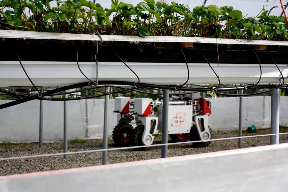 Med ny teknologi kan vi behandle plantene etter behov og ta bort ugress uten å rote i jorden, skriver artikkelforfatteren. Bildet: roboten Thorvald passer jordbærene i 2016.