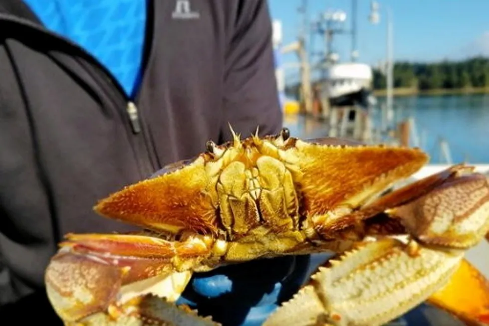 The Oregon Dungeness Crab season opens Jan. 15