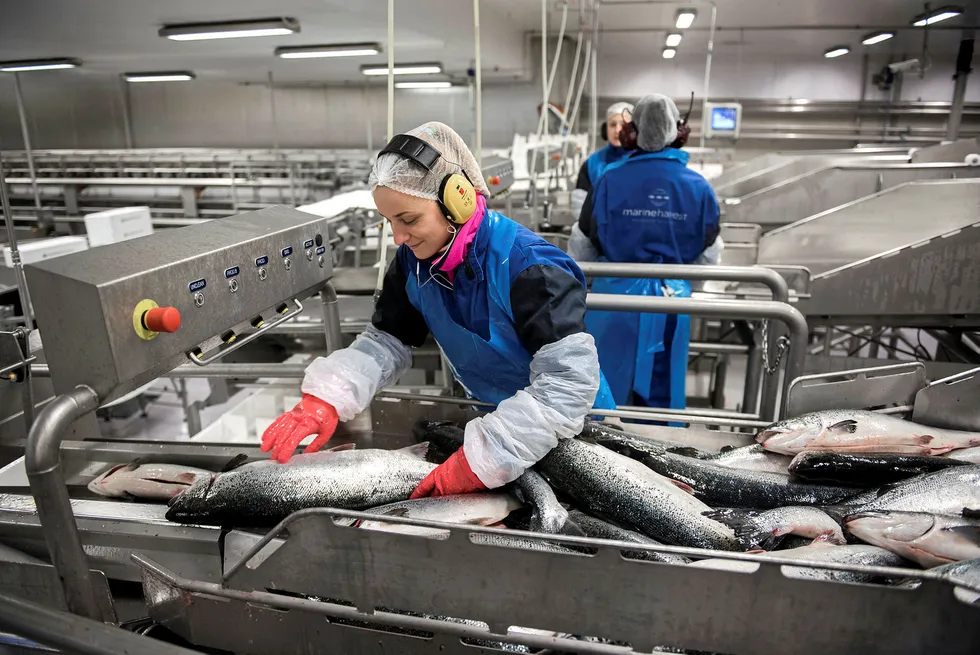 Farmed salmon prices still falling as market corrects