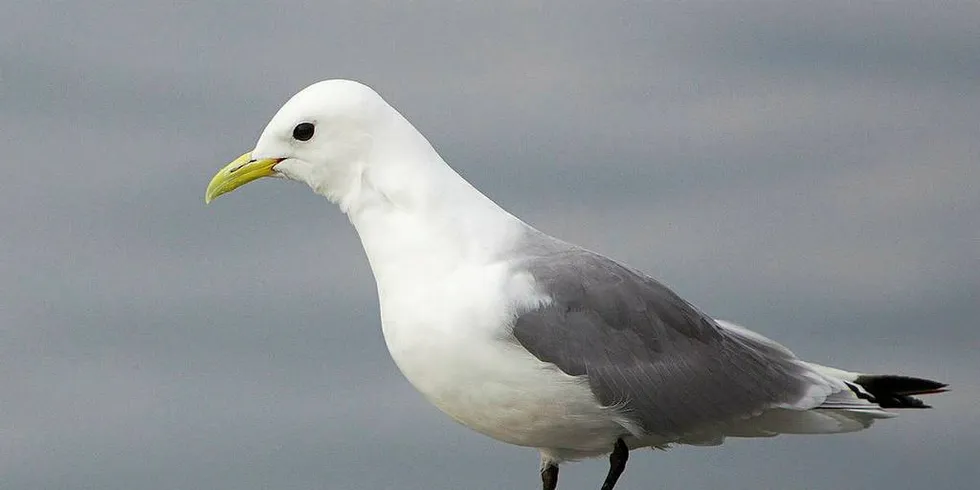 Stadig færre sjøfugl