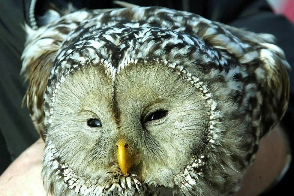 An Ural owl, known as slagugle in Norwegian, here seen after an unfortunate encounter with a Swedish long-haul truck.
