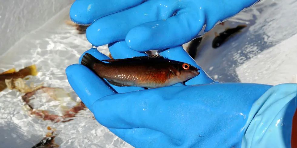 LEPPEFISK: I dag kom hele flåten med i fiske etter leppefisk.