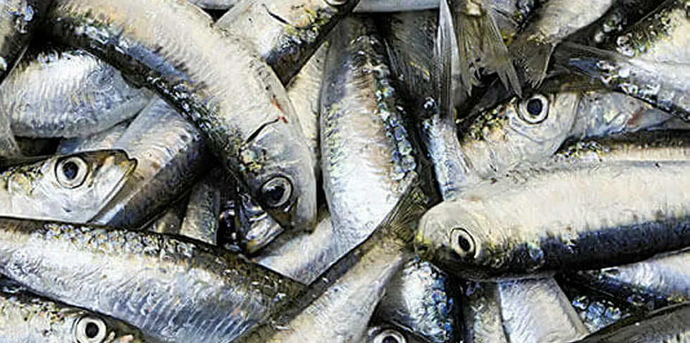 Peruvian anchovy meal being loaded into sacks.