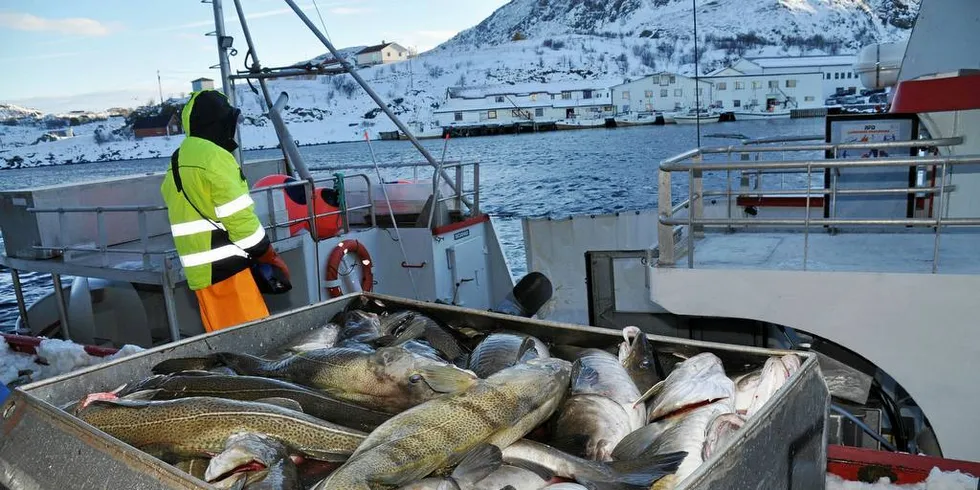 SKREI: Nordland Fylkes Fiskarlag er skeptisk til spesialordninger som fører til at torsken fiskes som kysttorsk eller småfisk ved Bjørnøya, til fordel for fiskeindustrien i Finnmark, i stedet for som skrei på kysten.Foto: Tommy Hansen