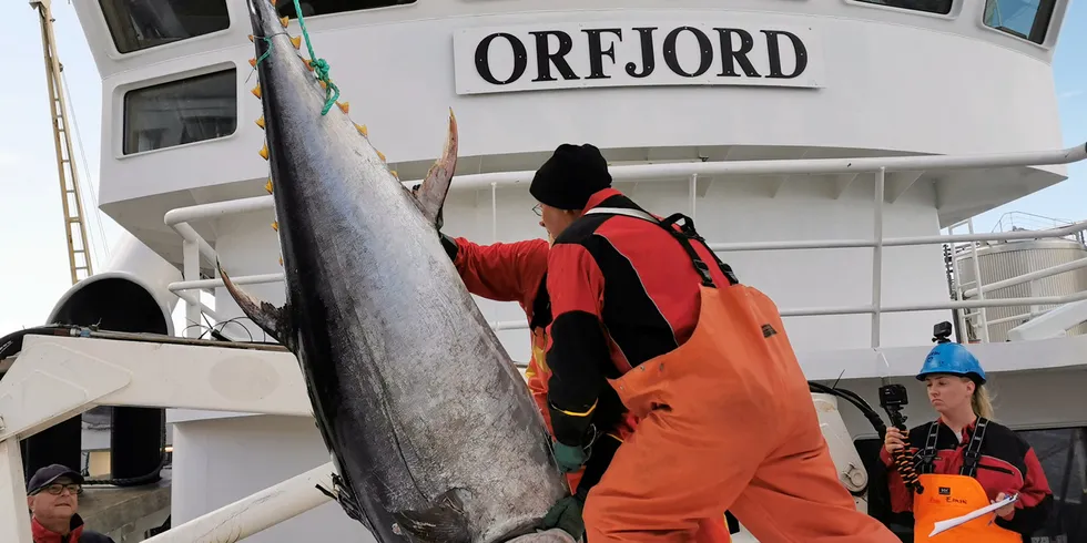 «Orfjord» med første makrellstørjefangst i 2019. Nå er notbåten fått to nye pr i fisket etter størje.