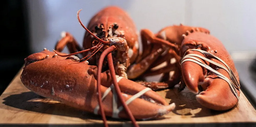 When it came to a Seafood Watch 'avoid' rating, the lobster industry's claws were tied.