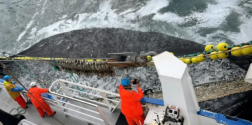 «Havdrøn» med makrellkast i Norskehavet. Bjarte og Kristian Sandtorv i hvit og blå hjelm til venstre i bildet.