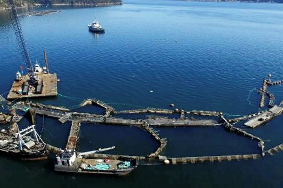 DNR drone image of Cooke's collapsed Cypress Island net pen.