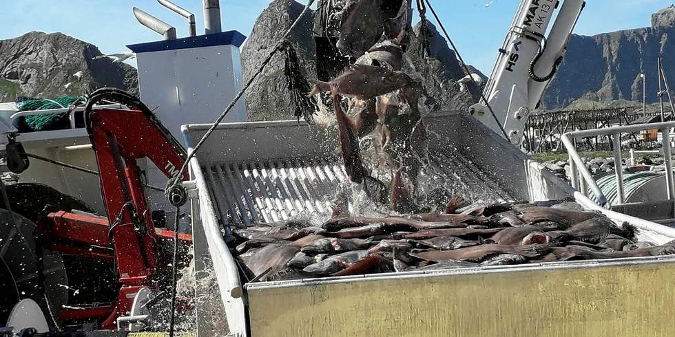 BLÅKVEITE: Snart er det klart for de første landingene av fersk blåkveite fra kystflåten i innspurten av sesongen som startet natt til mandag. Her fra en tidligere landing hos Lofoten Viking