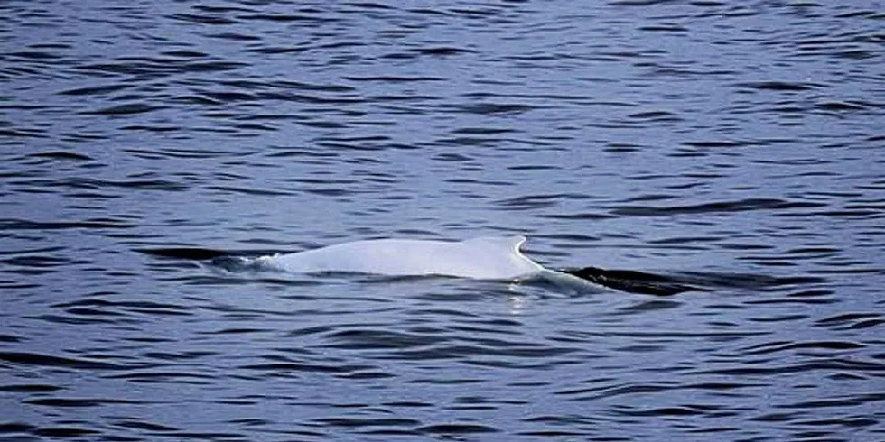 Hvit knølhvalFoto: Foto: George McCallum, Havforskningsinstituttet