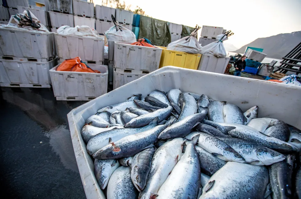 Algen Chrysochromulina leadbeateri tok livet av store mengder oppdrettslaks i Nord- Norge. Nytt utstyr kan bidra til å oppdage oppblomstringer, skriver Havforskningsinstituttet.