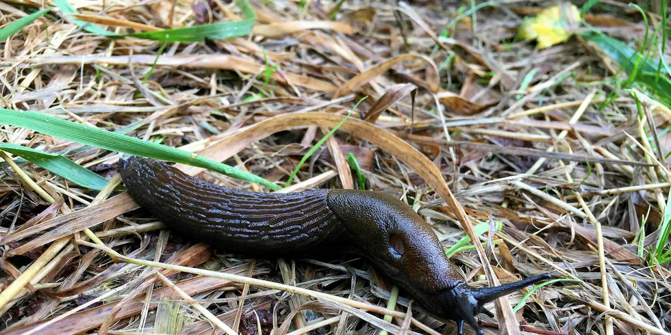 Brunsnegler kan bli brukt som ingrediens i laksefôret i fremtiden.