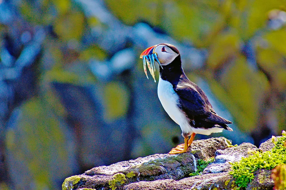 Sandeels, which are packed with protein and extremely nutritious, are a main source of food for puffins, while they are also fished for their use as an animal feed.