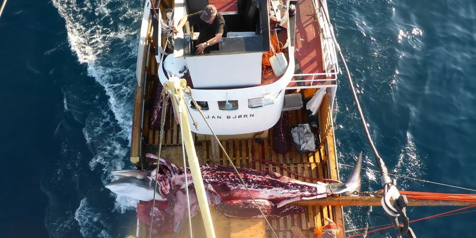 Jan Kristiansen med "Jan Bjørn" er en av fem fangstbåter som fortsatt er aktive og bidrar til stadig høyere rekordtall i vågekvalfangsten. Foto: Mia Kanstad Kulseng