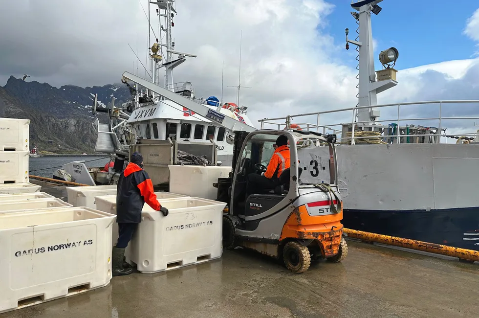 Fiskebruket Gadus Norway holder til i Henningsvær. Dette bildet er tatt ved en annen anledning, da «Nordsild» leverte fersk blåkveite, solgt via auksjon, til Gadus i 2023.