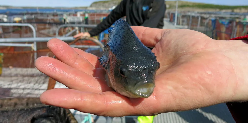 RAS-anlegg har positive effekter for helsen til rognkjeksen, ifølge forskning. Bildet viser rognkjeks på forskningsstasjonen til LetSea på Dønna.