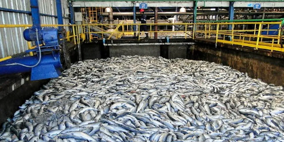 Most of the salmon has been removed and taken away for reduction at processing plants.