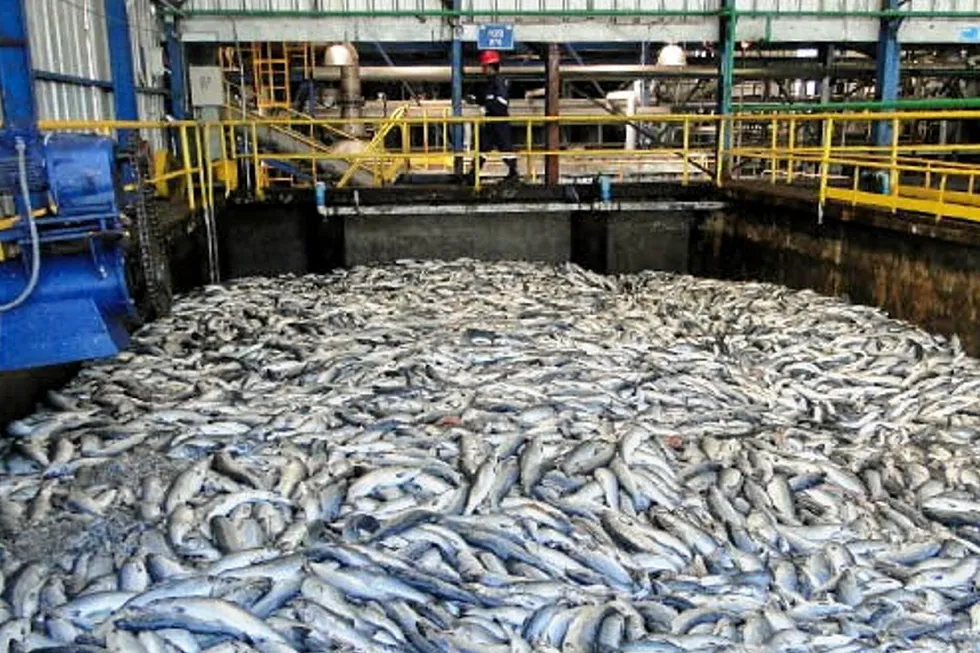 Most of the salmon has been removed and taken away for reduction at processing plants.