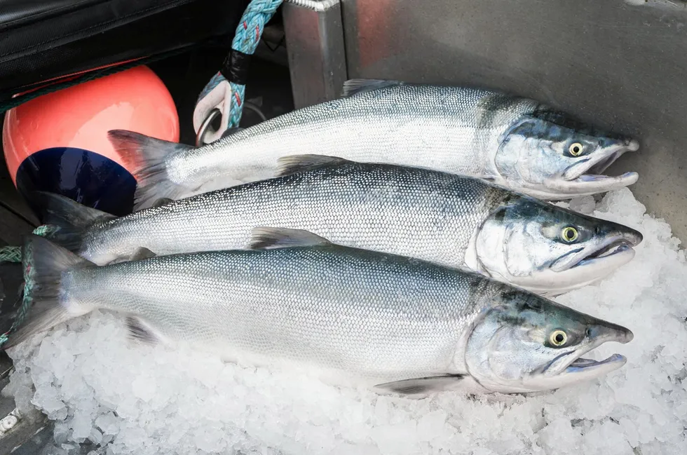 The Bristol Bay salmon season is just around the corner.